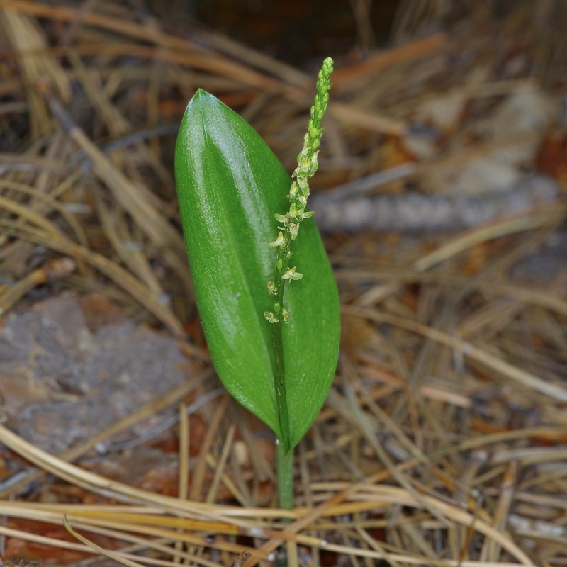 Chiricahua Adder's-Mouth Orchid photo 4