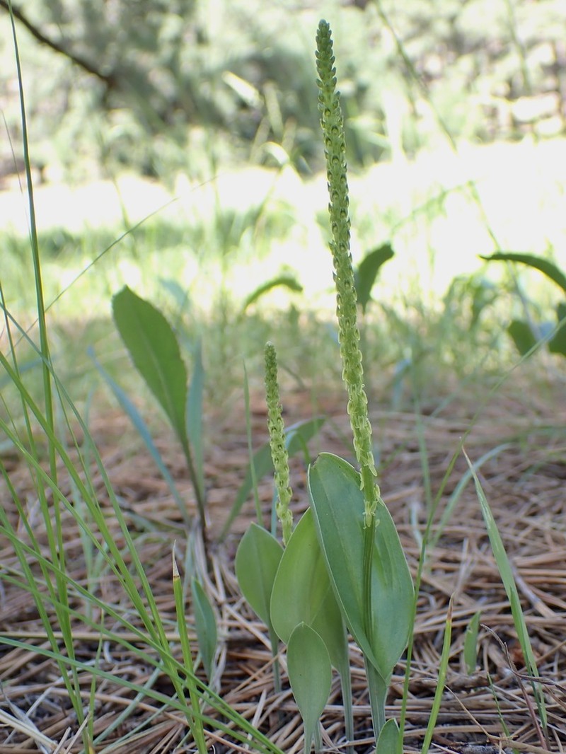 Chiricahua Adder's-Mouth Orchid photo 5
