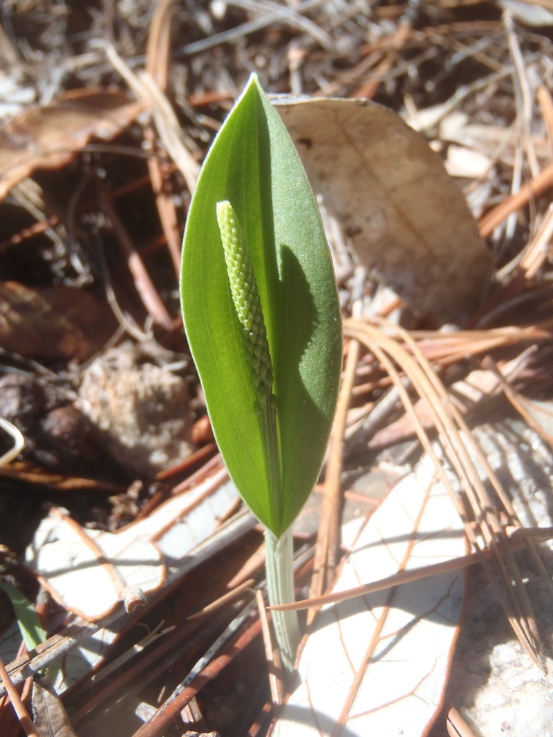 Chiricahua Adder's-Mouth Orchid photo 6
