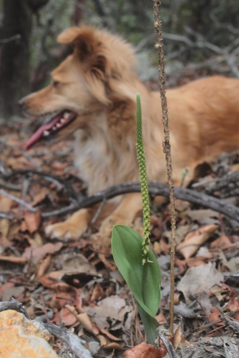 Chiricahua Adder's-Mouth Orchid photo 7
