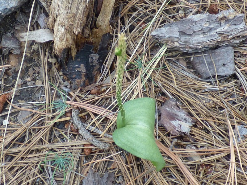 Chiricahua Adder's-Mouth Orchid photo 8