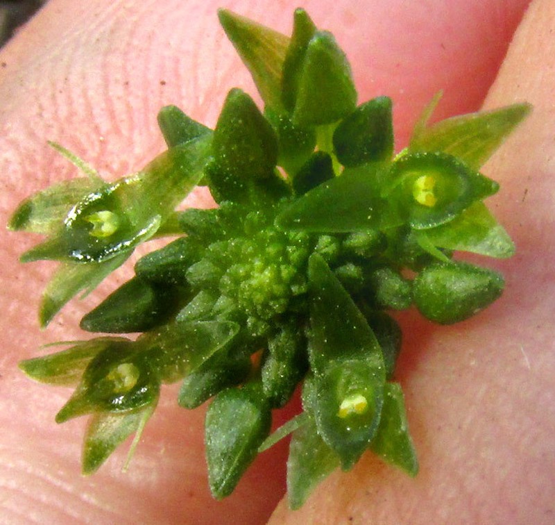 Malaxis magniauriculata