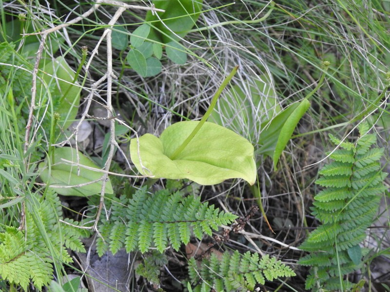 Malaxis magniauriculata photo 2