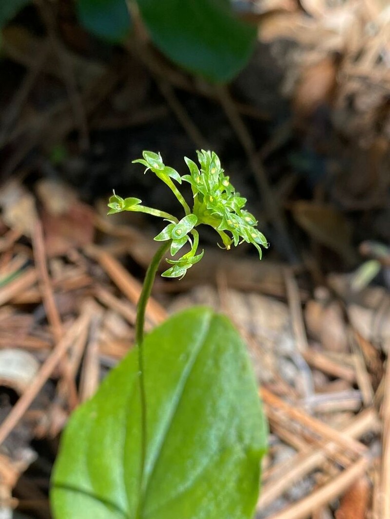 Malaxis magniauriculata photo 3