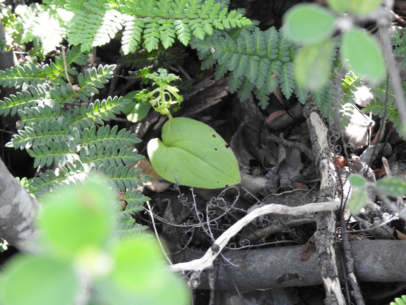 Malaxis magniauriculata photo 4