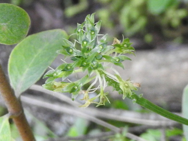 Malaxis magniauriculata photo 5