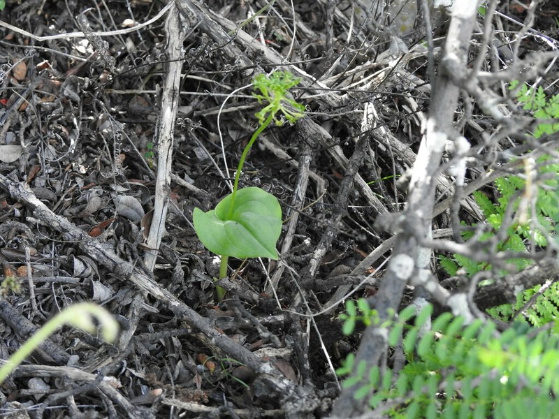 Malaxis magniauriculata photo 6