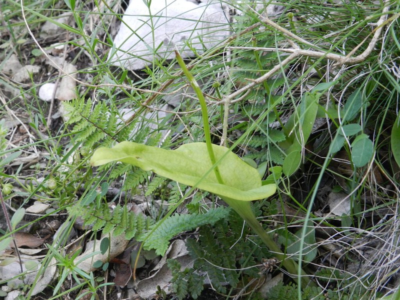 Malaxis magniauriculata photo 7