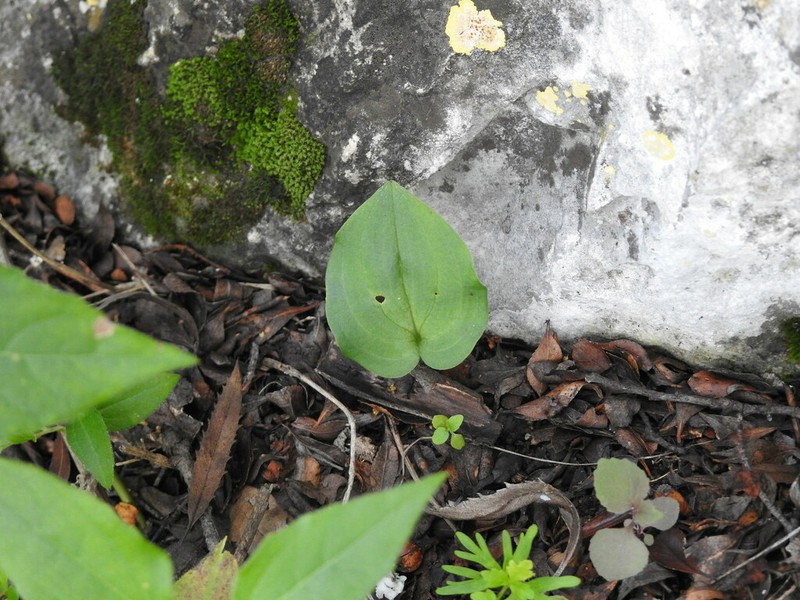 Malaxis magniauriculata photo 8