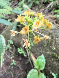Royal Adder'S-Mouth Orchid