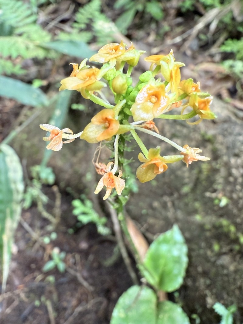 Royal Adder'S-Mouth Orchid