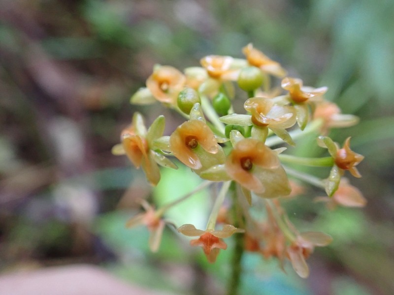 Royal Adder'S-Mouth Orchid photo 2
