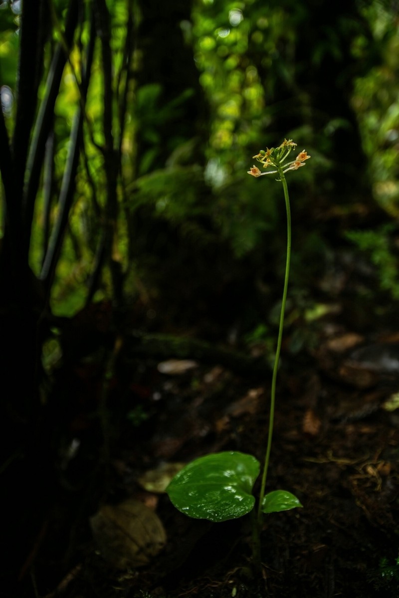 Royal Adder'S-Mouth Orchid photo 3