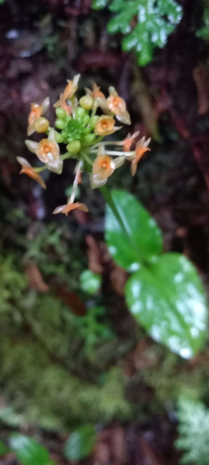 Royal Adder'S-Mouth Orchid photo 4