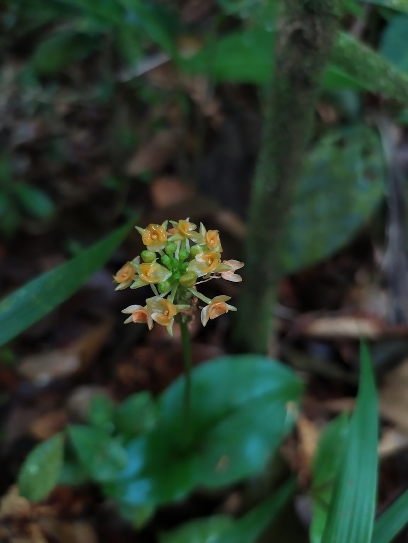 Royal Adder'S-Mouth Orchid photo 5