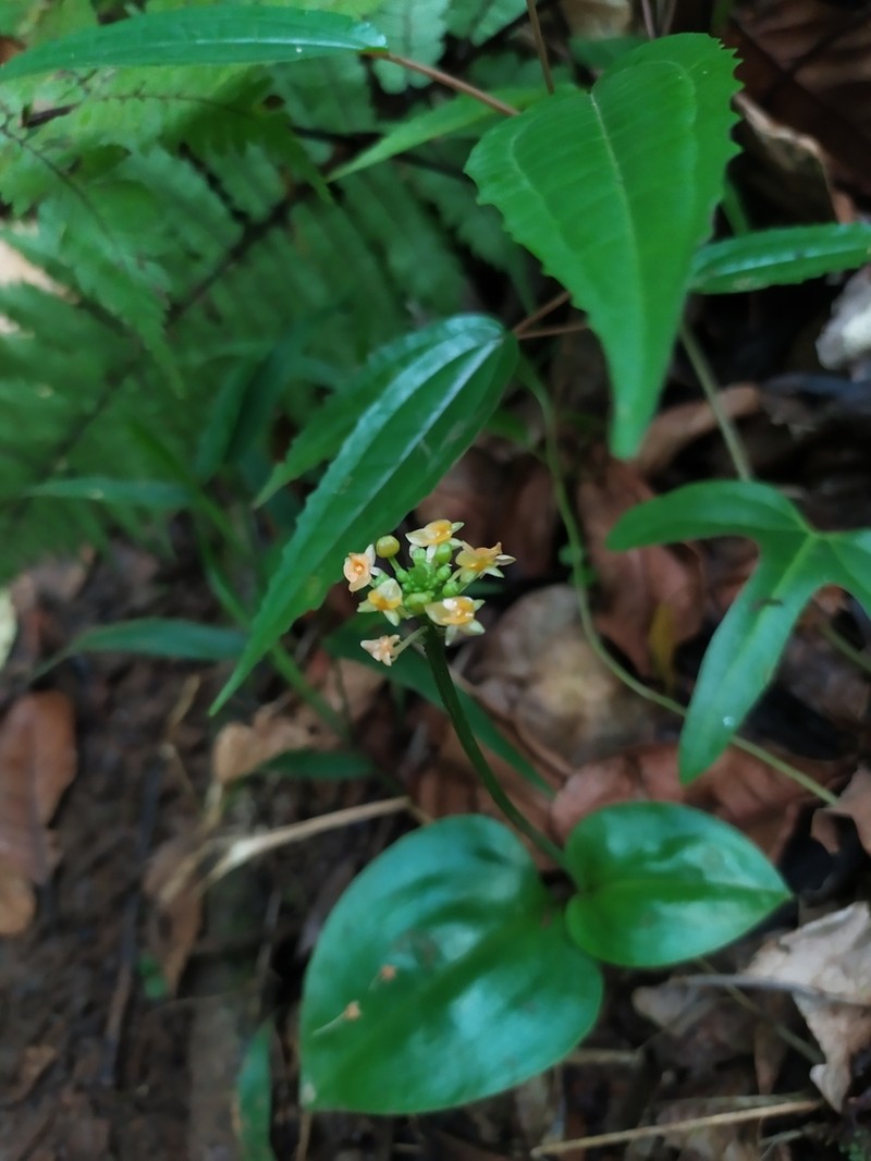 Royal Adder'S-Mouth Orchid photo 6