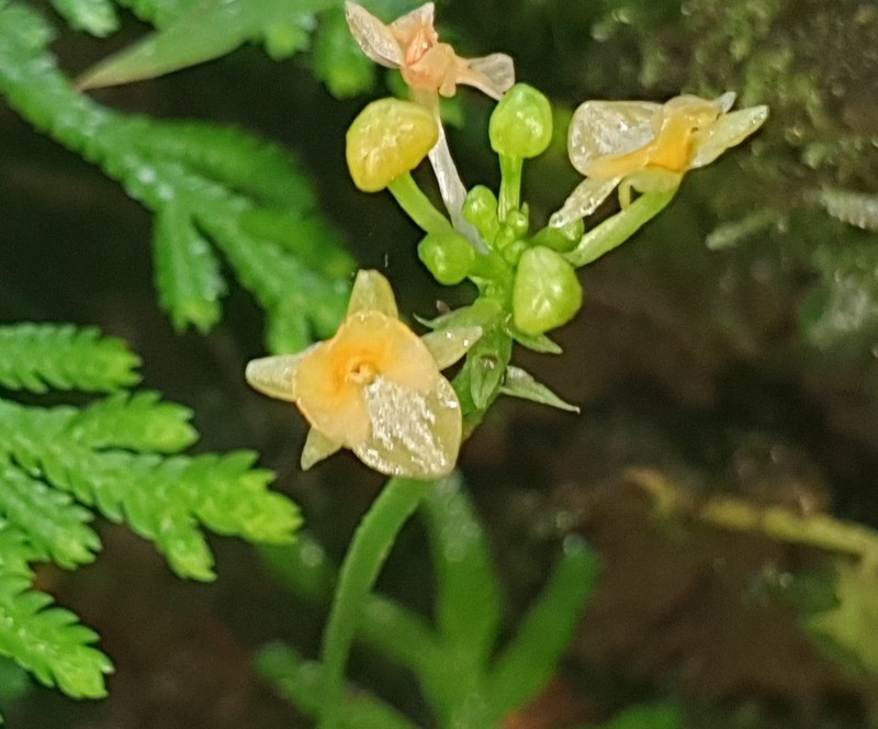Royal Adder'S-Mouth Orchid photo 7