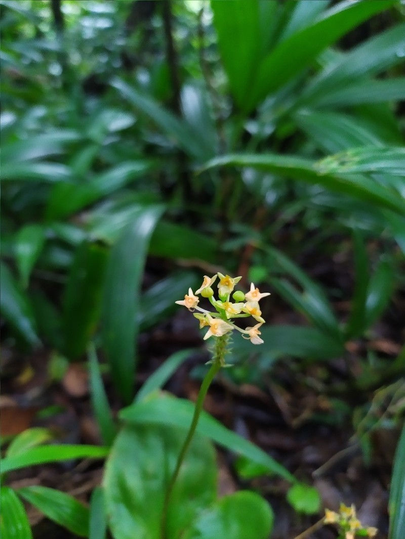 Royal Adder'S-Mouth Orchid photo 8