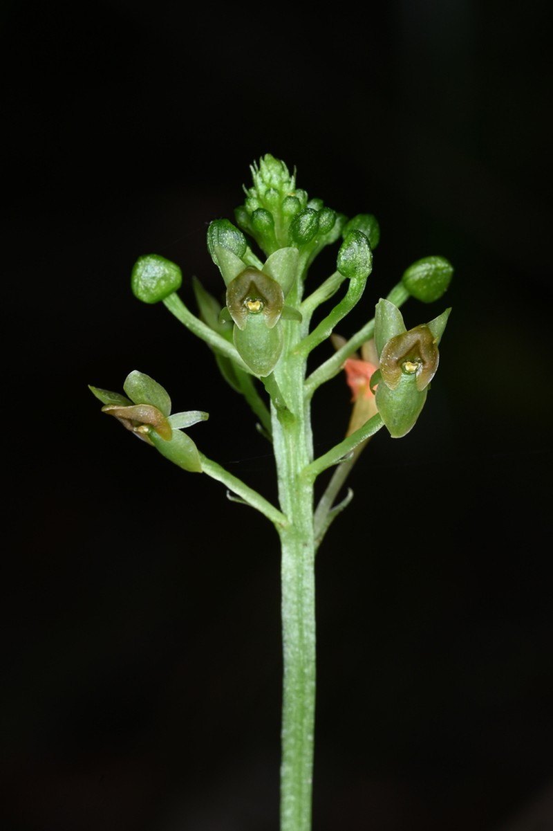 Masson's Adder's-Mouth Orchid