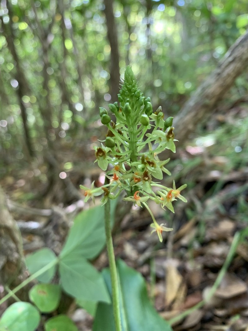 Masson's Adder's-Mouth Orchid photo 2