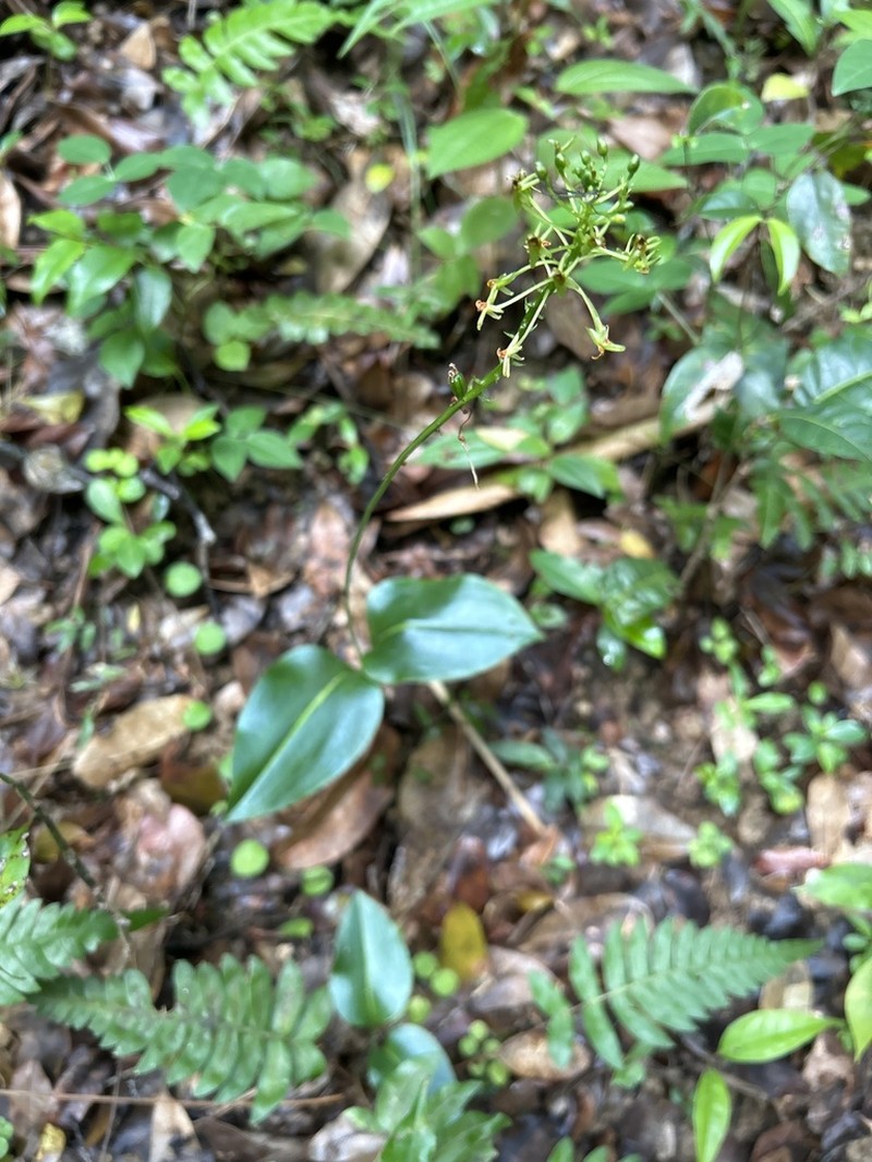 Masson's Adder's-Mouth Orchid photo 3