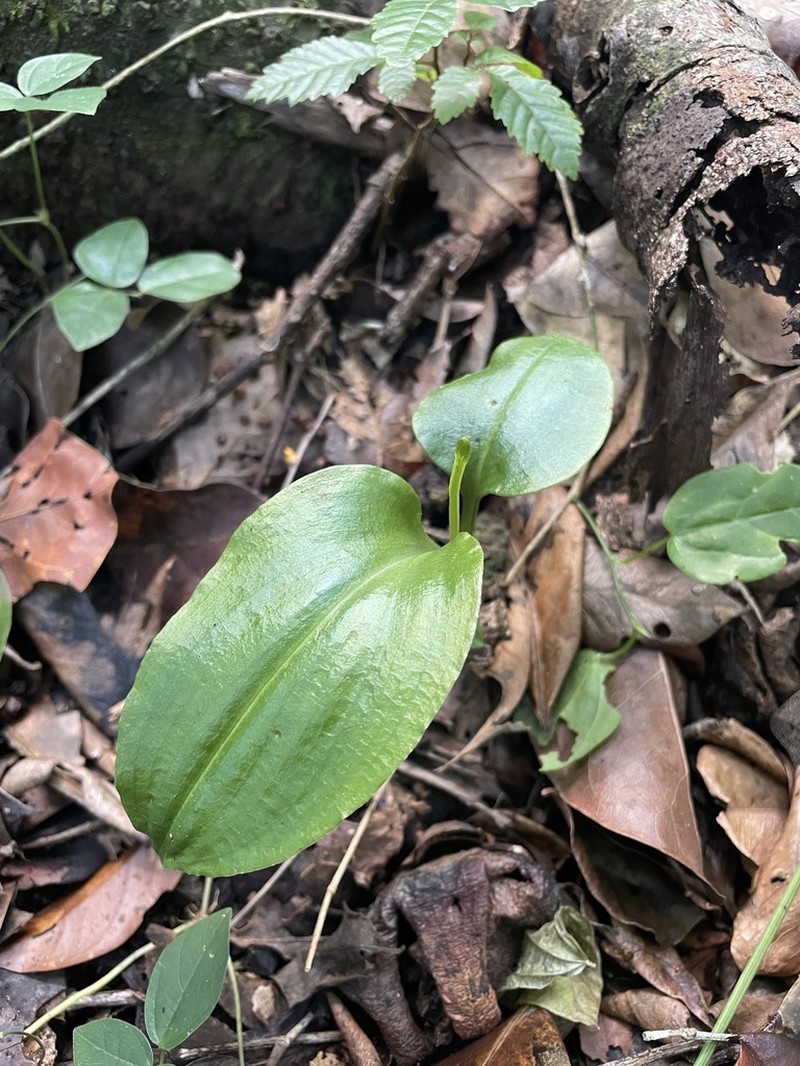 Masson's Adder's-Mouth Orchid photo 4