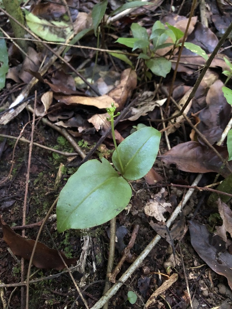 Masson's Adder's-Mouth Orchid photo 6