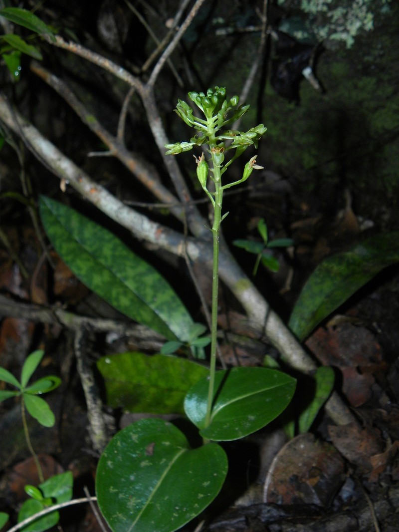 Masson's Adder's-Mouth Orchid photo 7