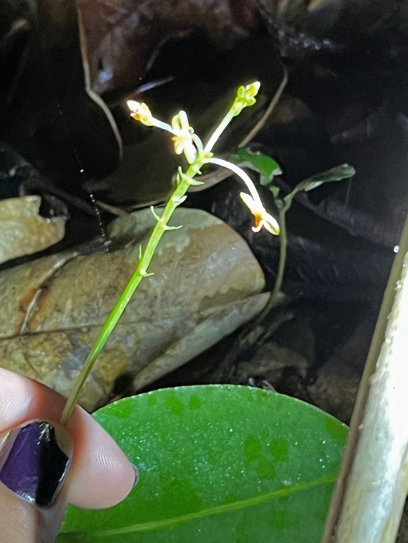 Masson's Adder's-Mouth Orchid photo 8
