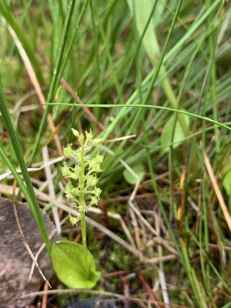 Adder's-Mouth Orchid photo 3