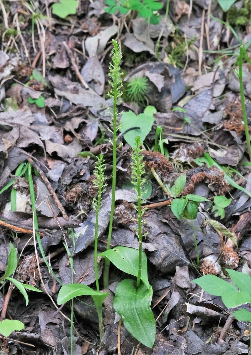 Adder's-Mouth Orchid photo 4