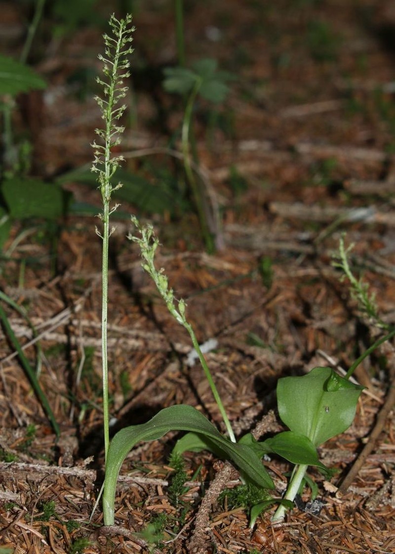 Adder's-Mouth Orchid photo 5