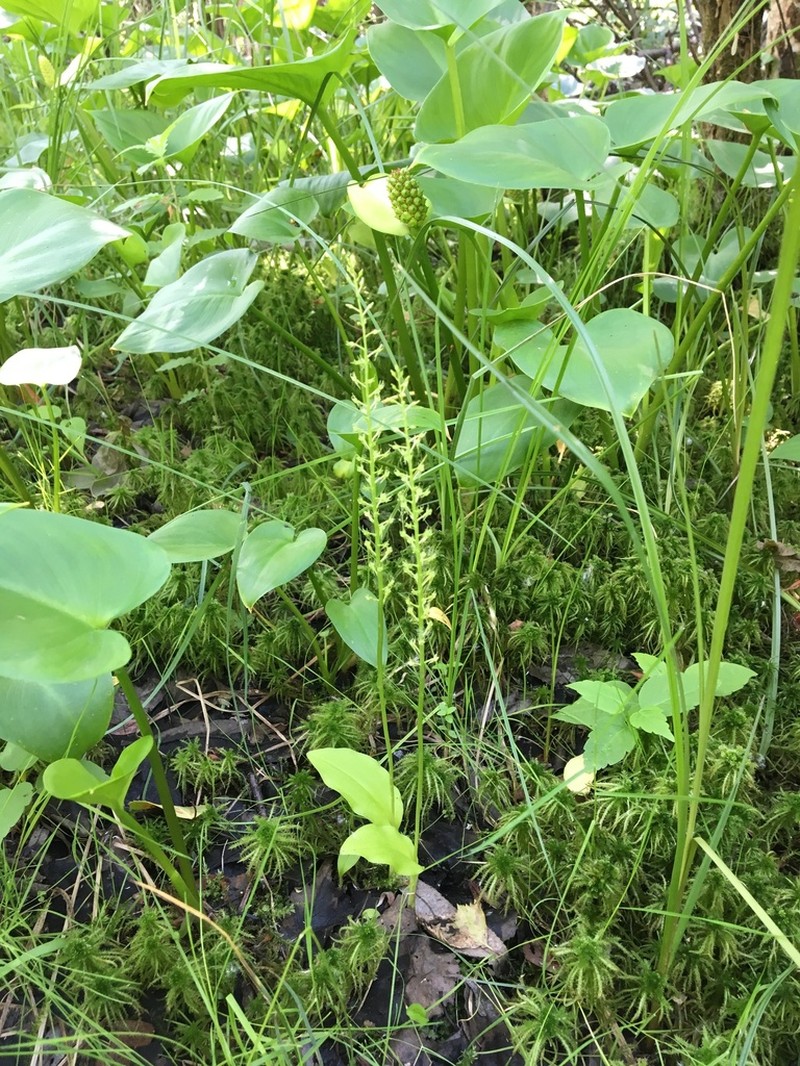 Adder's-Mouth Orchid photo 6