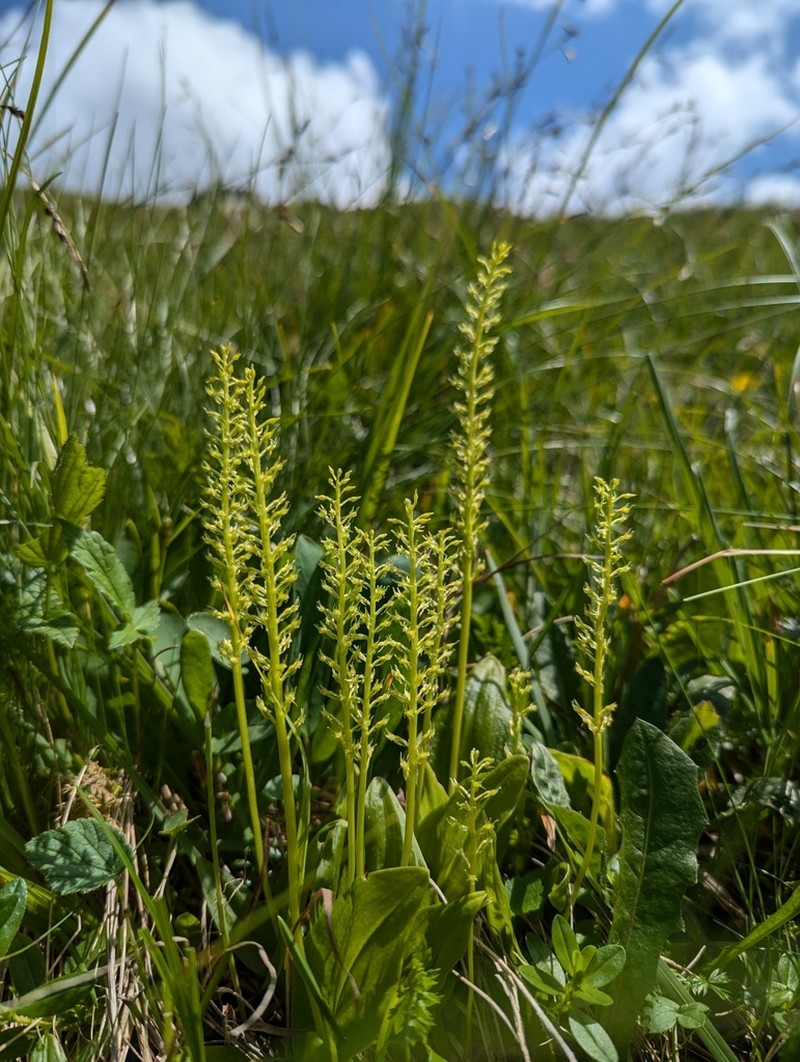 Adder's-Mouth Orchid photo 7