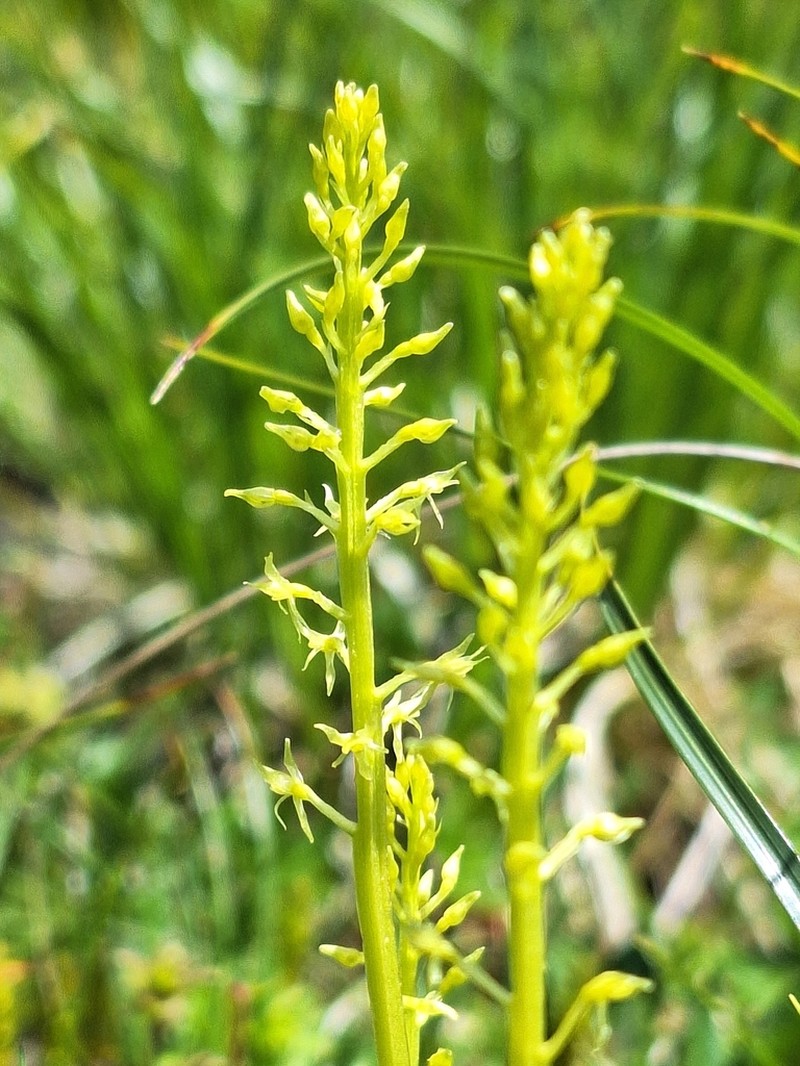 Adder's-Mouth Orchid photo 8