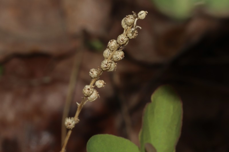 White Adder's-Mouth Orchid