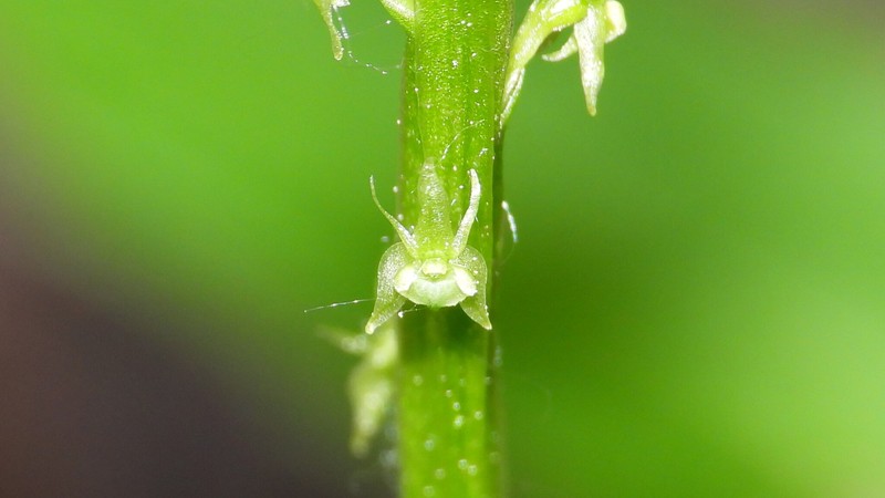 White Adder's-Mouth Orchid photo 2