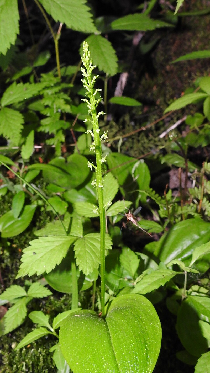 White Adder's-Mouth Orchid photo 3