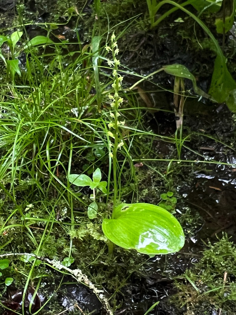 White Adder's-Mouth Orchid photo 4