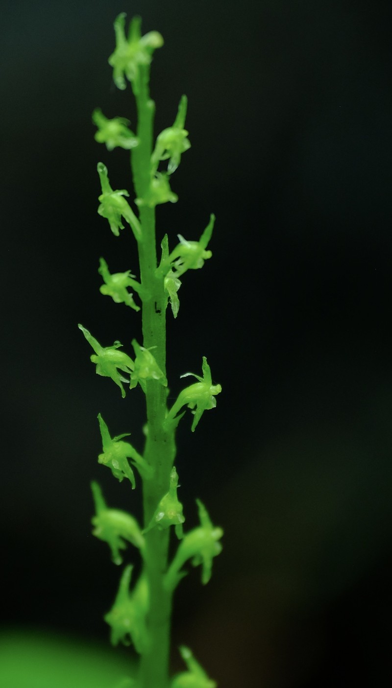 White Adder's-Mouth Orchid photo 6