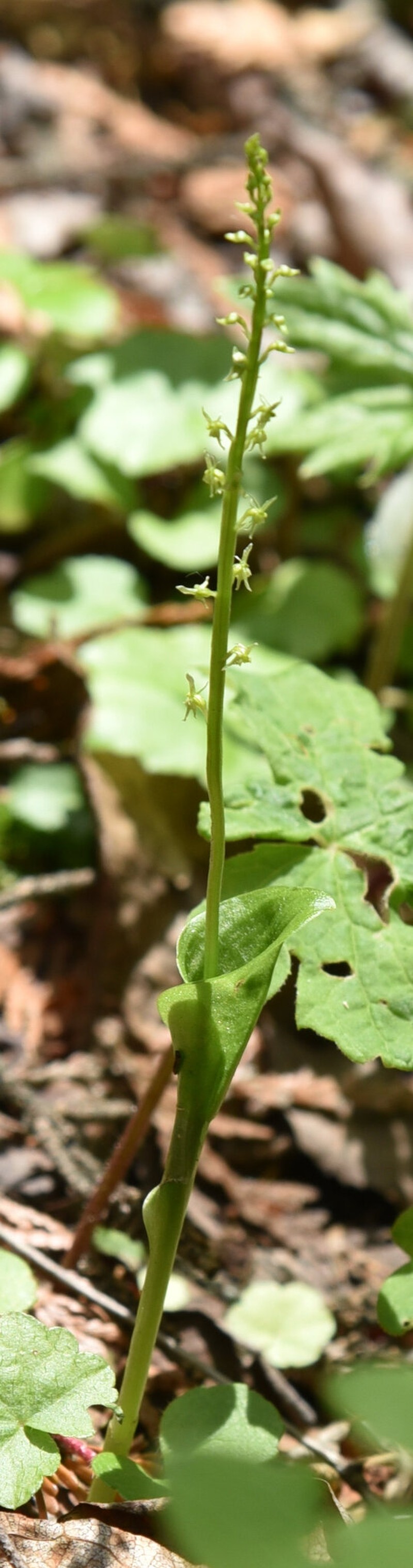 White Adder's-Mouth Orchid photo 7