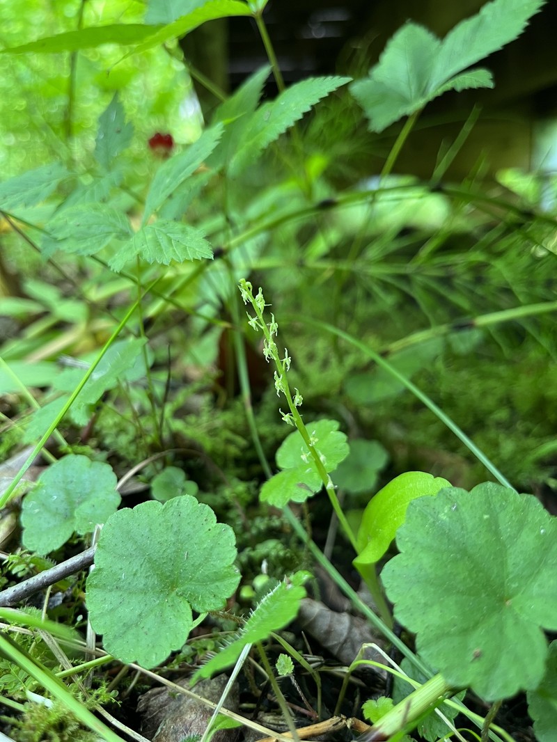 White Adder's-Mouth Orchid photo 8