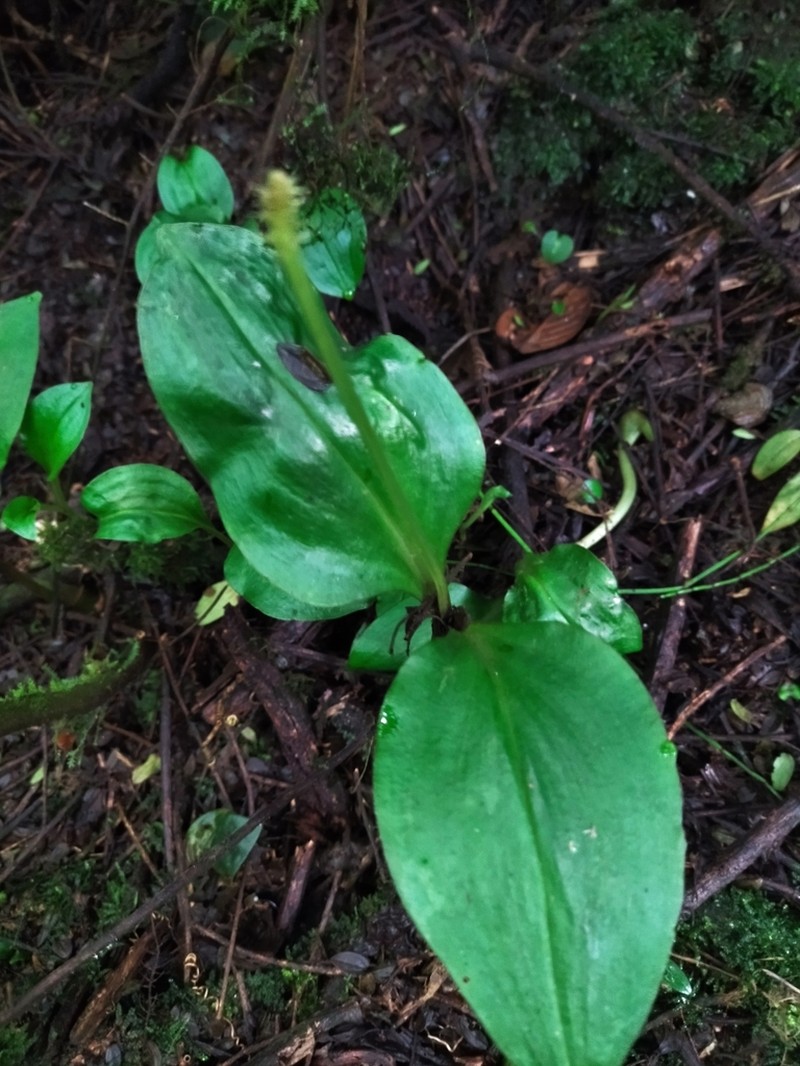 Malaxis realdelmontensis