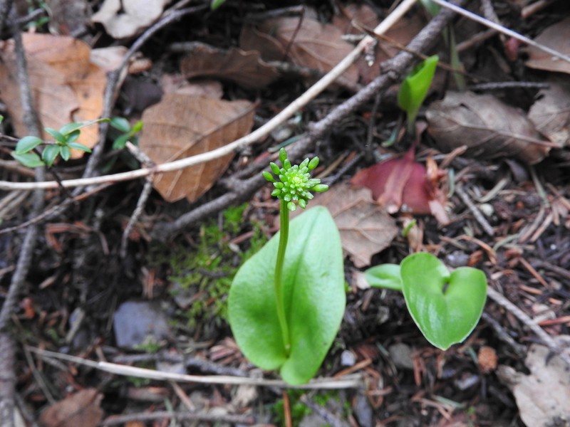 Malaxis realdelmontensis photo 2