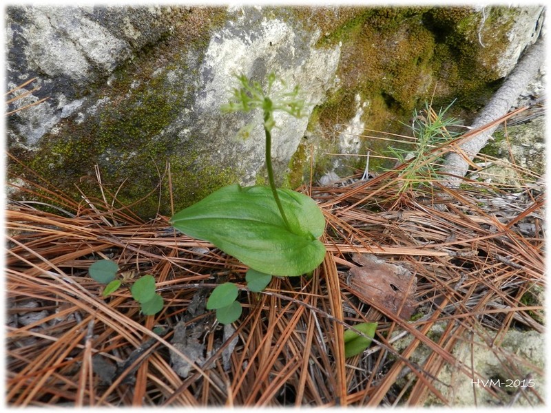 Malaxis realdelmontensis photo 3