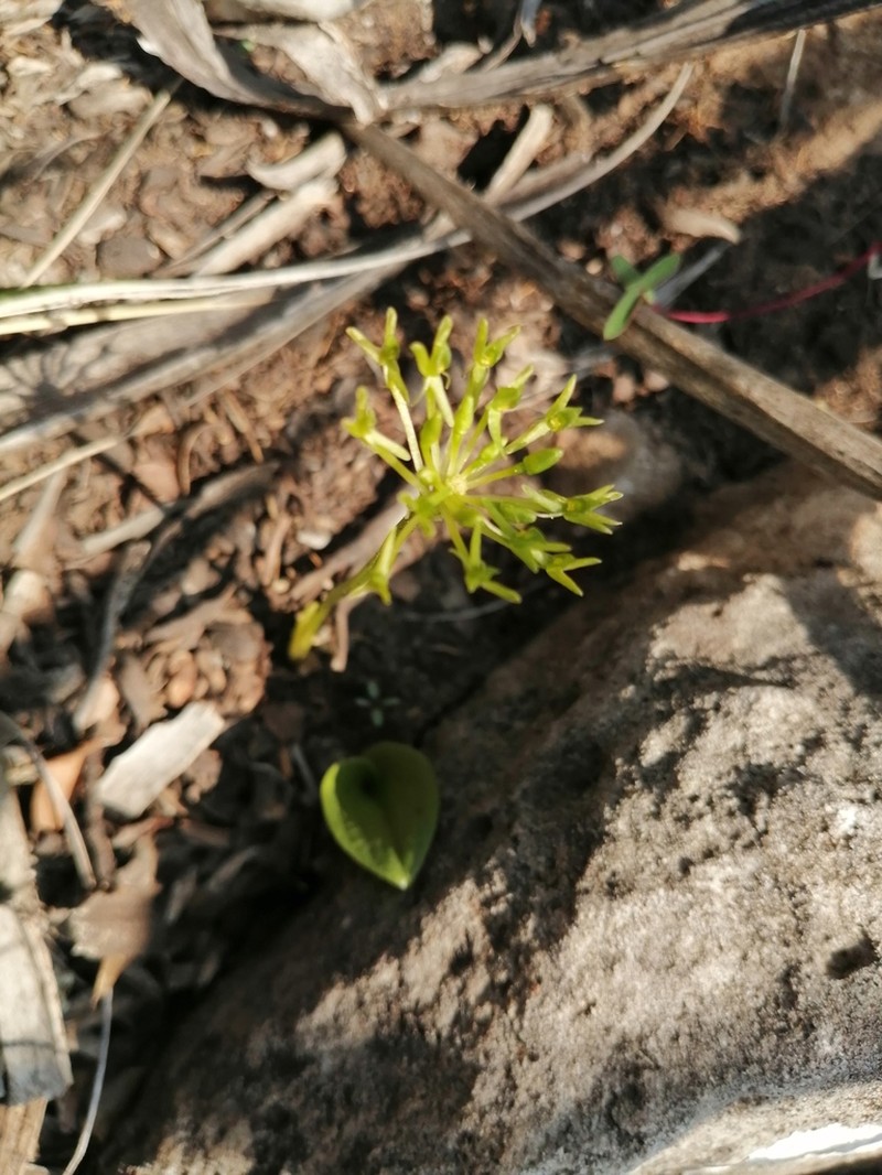 Malaxis realdelmontensis photo 4