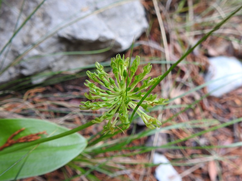 Malaxis realdelmontensis photo 5
