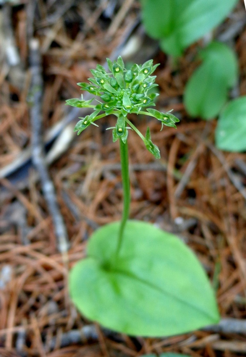 Malaxis realdelmontensis photo 6