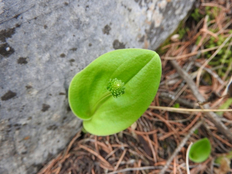 Malaxis realdelmontensis photo 7