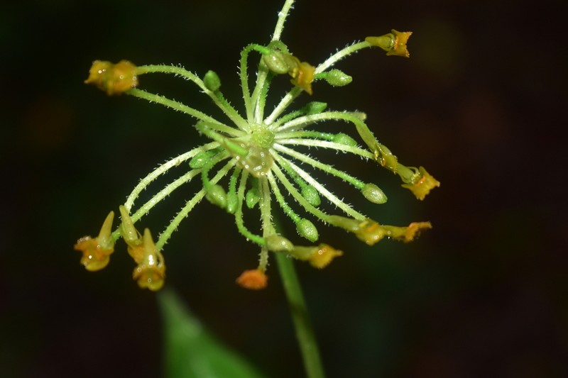 Malaxis sibundoyensis